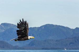 Adult bald eagle (Haliaeetus leucocephalus), Inian Pass, Southeast Alaska, United States of America, North America