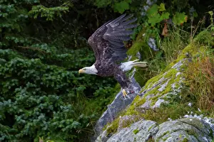 Raptor Prints: Adult bald eagle (Haliaeetus leucocephalus) with dead salmon in Inian Pass