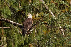Strong Prints: Adult bald eagle (Haliaeetus leucocephalus) perched in Sitka spruce tree