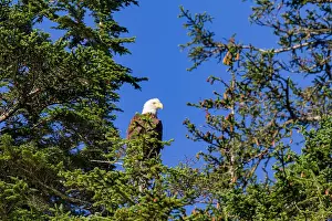 Raptor Prints: Adult bald eagle (Haliaeetus leucocephalus) perched in Sitka spruce tree