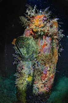 Tropical Climate Prints: An adult banded coral shrimp (Stenopus hispidus)