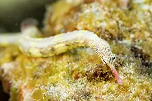 Wohof Island Prints: An adult banded pipefish (Dunckerocampus dactyliophorus)