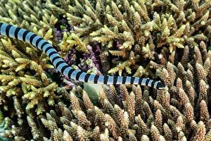 Snake Prints: An adult banded sea krait (Laticauda colubrina)