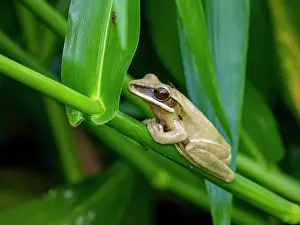 Amphibian Prints: An adult basin tree frog, Boana lanciformis