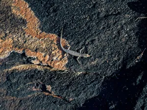 Native Species Prints: An adult bauxite rainbow skink (Carlia amax)