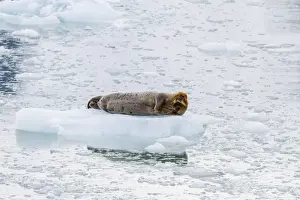 Adult bearded seal (Erignathus barbatus) hauled out on ice, Svalbard, Norway, Scandinavia, Europe