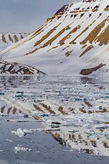 Icebergs Prints: Adult bearded seal (Erignathus barbatus) hauled out on the ice in the Svalbard Archipelago