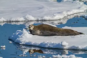 Glacial Prints: Adult bearded seal (Erignathus barbatus) hauled out on the ice in the Svalbard Archipelago