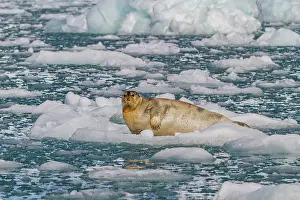 Chilly Prints: Adult bearded seal (Erignathus barbatus) hauled out on the ice in the Svalbard Archipelago