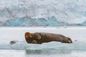 Glacial Prints: Adult bearded seal (Erignathus barbatus) hauled out on the ice in the Svalbard Archipelago