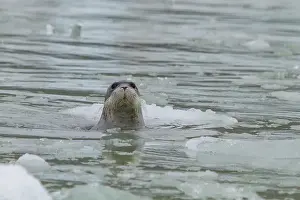 Oceanic Prints: Adult bearded seal (Erignathus barbatus) swimming amongst the ice in the Svalbard Archipelago