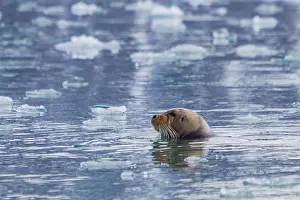 Sealife Prints: Adult bearded seal (Erignathus barbatus) swimming amongst the ice in the Svalbard Archipelago