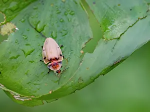 Entomology Prints: Adult beetle, Aspisoma sticticum