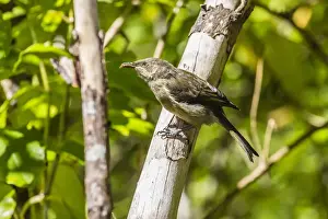 Ulva Island Prints: Adult bellbird (Anthornis melanura melanura) on Ulva Island