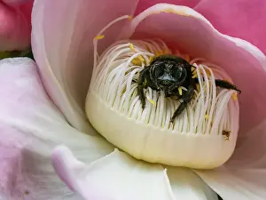 Gardening Prints: Adult belted orchid bee, Eulaema cingulata