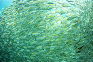 Tropical Climate Prints: Adult bigeye snapper (Lutjanus lutjanus) schooling off Port Airboret