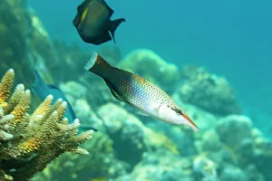 Animals In The Background Prints: An adult bird wrasse (Gomphosus varius)