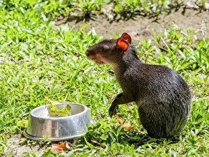 Eating Prints: Adult black agouti foraging for food at Dallas Manatee Rescue Center in Iquitos, Peru