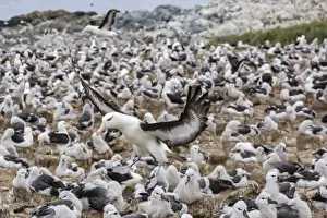 Adult black-browed albatross (Thalassarche melanophris) landing in breeding colony on Steeple Jason Island, Falkland Islands, UK Overseas Protectorate, South America