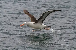 Animal Kingdom Prints: Adult black-browed albatross (Thalassarche melanophrys) in Elsehul on South Georgia