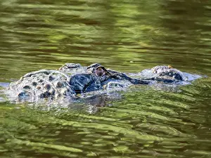 Skills Prints: An adult black caiman, Caiman niger