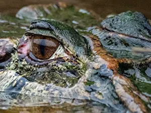 Amazon Prints: An adult black caiman, Caiman niger