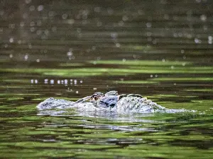Amazon Prints: An adult black caiman, Caiman niger