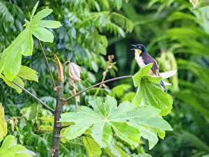 Avifauna Prints: Adult black-capped Donacobius, Donacobius atricapilla