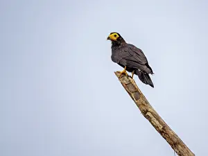 Raptor Prints: An adult black caracara, Daptrius ater, perched in a tree on Nauta Creek, Peru