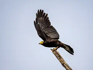 Avifauna Prints: Adult black caracara, Daptrius ater