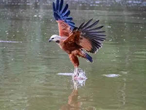 Skills Prints: Adult black-collared hawk (Busarellus nigricollis) fishing for lunch n Rio El Dorado, Peru