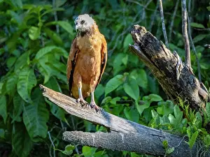 Avifauna Prints: Adult black-collared hawk (Busarellus nigricollis) looking out for food from a tree on the Pacaya River