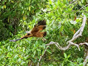 Raptor Prints: Adult black-collared hawk (Busarellus nigricollis) taking flight from a tree on the Pacaya River