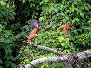 Raptor Prints: Adult black-collared hawk (Busarellus nigricollis) taking flight from a tree on the Pacaya River