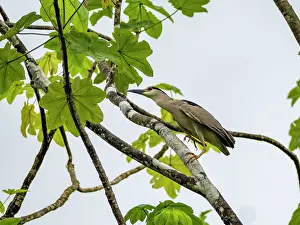 Heron Prints: Adult black-crowned night heron