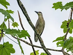Avifauna Prints: Adult black-crowned night heron