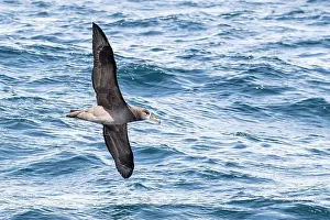 Spread Wings Prints: An adult black-footed albatross (Phoebastria nigripes) in flight at sea