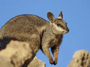 Wallaby Prints: Adult black-footed rock wallaby (Petogale lateralis)