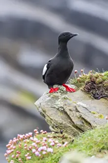 Sea Bird Prints: Adult black guillemot (Cepphus grylle) on Sumburgh Head