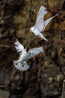 Animal Kingdom Prints: Adult black-legged kittiwake (Rissa tridactyla) in combat with a second kittiwake near Alexander Island