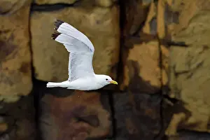 Saltwater Prints: Adult black-legged kittiwake (Rissa tridactyla) in flight near Alexander Island in Franz Josef Land