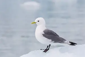 Rissa Tridactyla Prints: Adult black-legged kittiwake (Rissa tridactyla) on ice at Monacobreen
