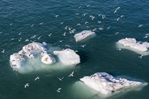 Rissa Tridactyla Prints: Adult black-legged kittiwakes (Rissa tridactyla)