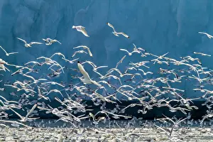 Beautiful Scenery Prints: Adult black-legged kittiwakes (Rissa tridactyla) feeding at the base of a glacier in the Svalbard Archipelago