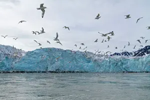 Bird Species Prints: Adult black-legged kittiwakes (Rissa tridactyla) feeding at the base of a glacier in the Svalbard Archipelago