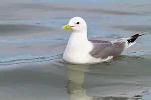 Natural Setting Prints: Adult black-legged kittiwakes (Rissa tridactyla) feeding at the base of a glacier in the Svalbard Archipelago