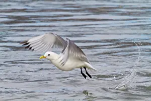Shorebirds Prints: Adult black-legged kittiwakes (Rissa tridactyla) in flight in the Svalbard Archipelago