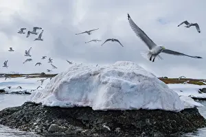 Outcrop Prints: Adult black-legged kittiwakes (Rissa tridactyla) in flight in the Svalbard Archipelago