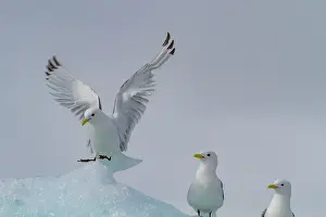 Shorebirds Prints: Adult black-legged kittiwakes (Rissa tridactyla) on ice in the Svalbard Archipelago