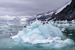 Wildlife Conservation Prints: Adult black-legged kittiwakes (Rissa tridactyla) resting on ice in the Svalbard Archipelago